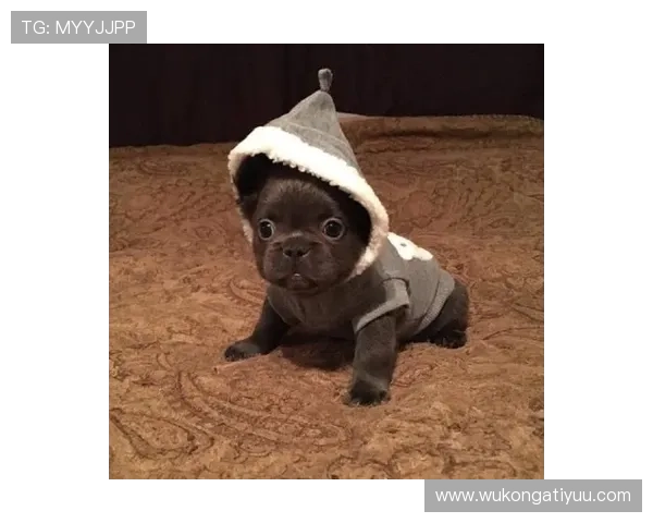 刘洋家的狗吃的比我都贵